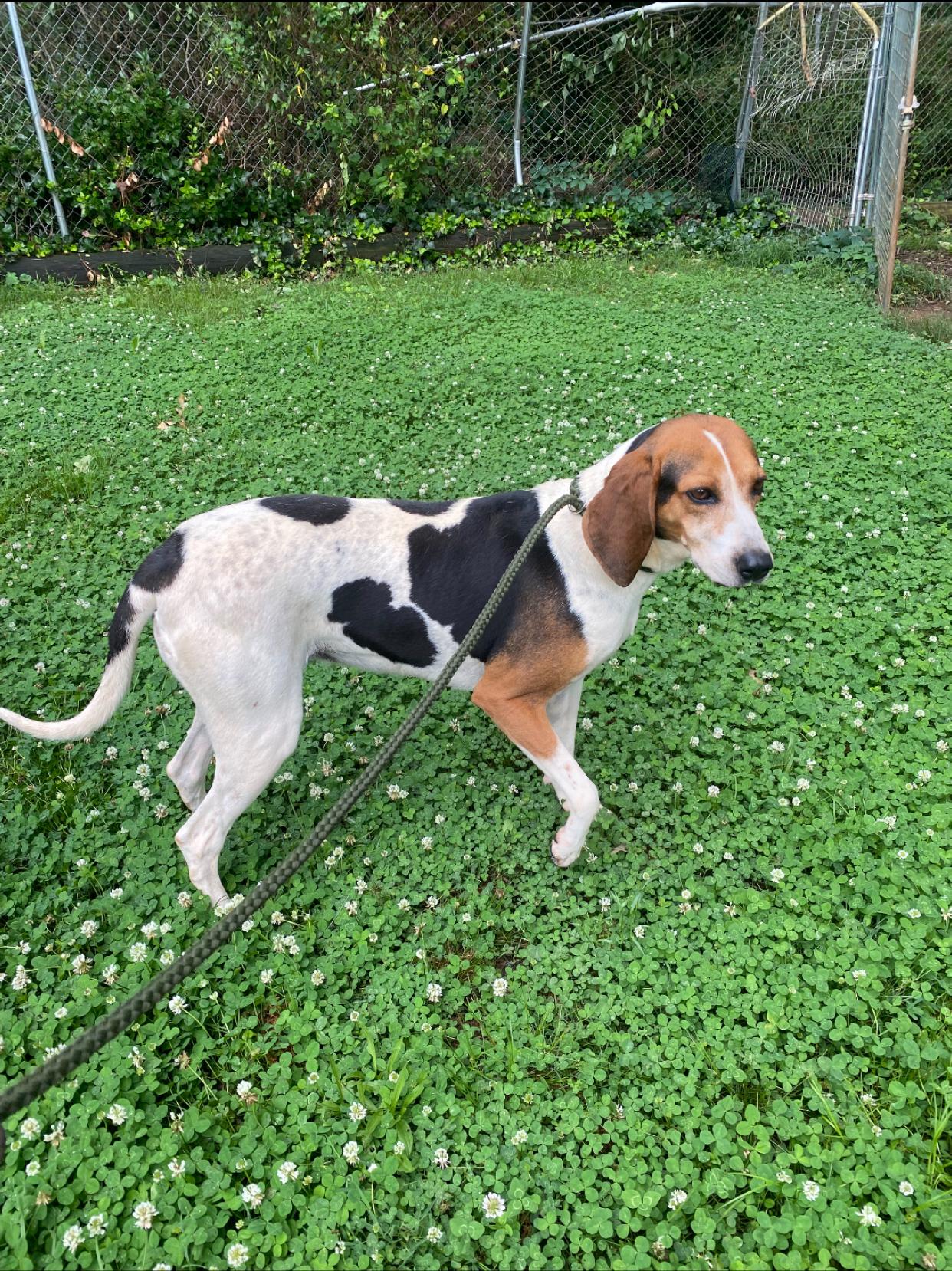 Enlarge Daisy, a Adoptable Foxhound in Hartwell, GA image 1/1