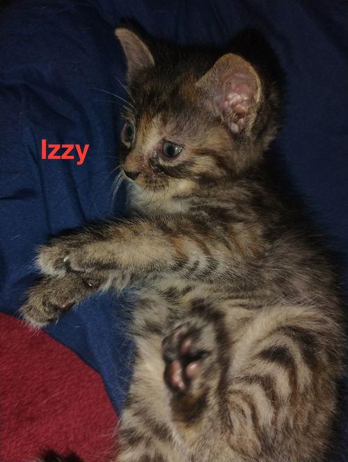 Izzy - Waldo Litter, Adoptable, Young Female Tabby.