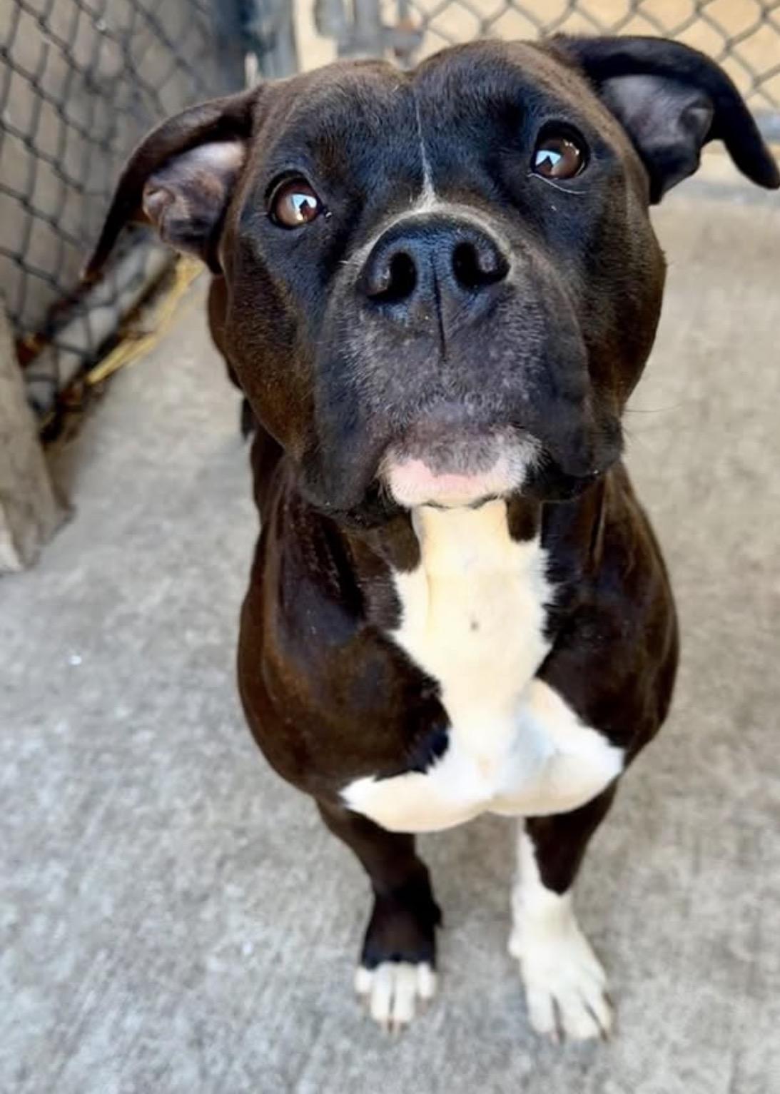 Tasha, ADOPTABLE, Adult Female Pit Bull Terrier.