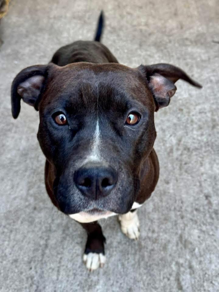 Enlarge Tasha, a ADOPTABLE Pit Bull Terrier in Chicago, IL image 4/5
