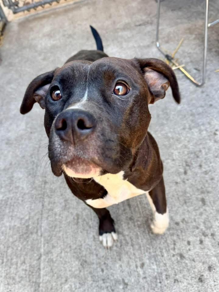 Enlarge Tasha, a ADOPTABLE Pit Bull Terrier in Chicago, IL image 3/5