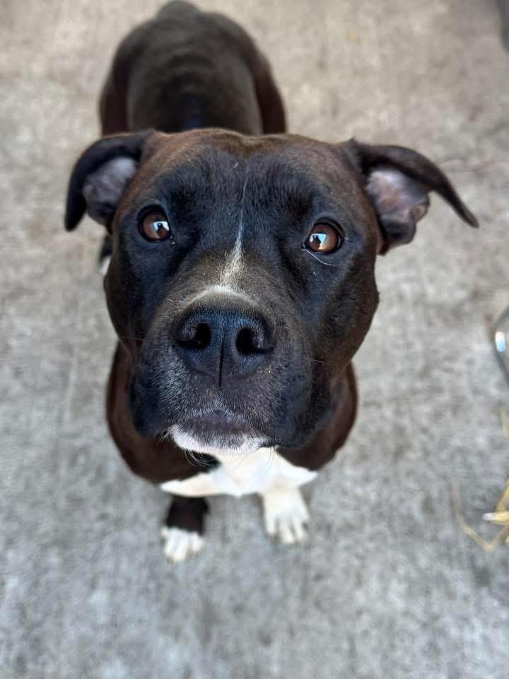 Enlarge Tasha, a ADOPTABLE Pit Bull Terrier in Chicago, IL image 2/5