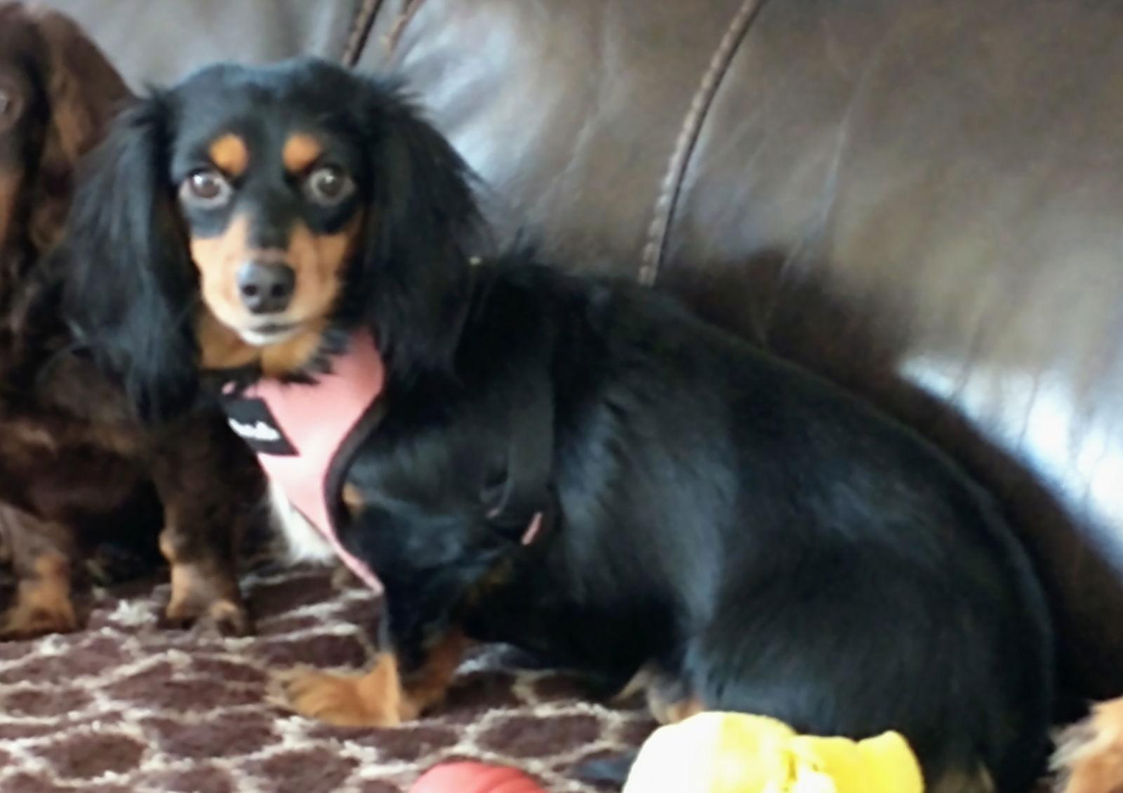 Dandy, Adopted, Young Female Dachshund.