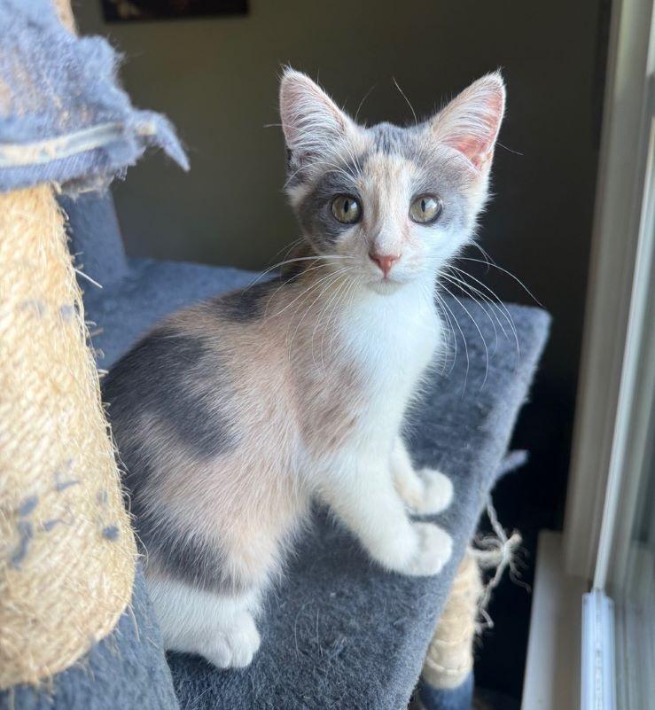 Turbo, adopted, Kitten Female Dilute Calico & Domestic Short Hair.