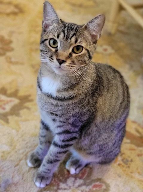 Frazier, Adoptable, Kitten Male Domestic Short Hair & Tabby.
