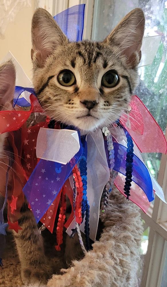 Frazier, Adoptable, Kitten Male Domestic Short Hair & Tabby.