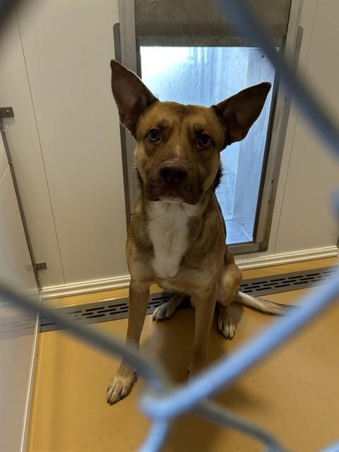 HUNTER, Adoptable, Adult Male German Shepherd Dog & Mixed Breed.
