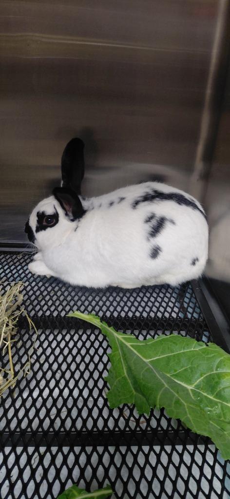 Enlarge Clover, a Adoptable American in Cincinnati, OH image 1/1