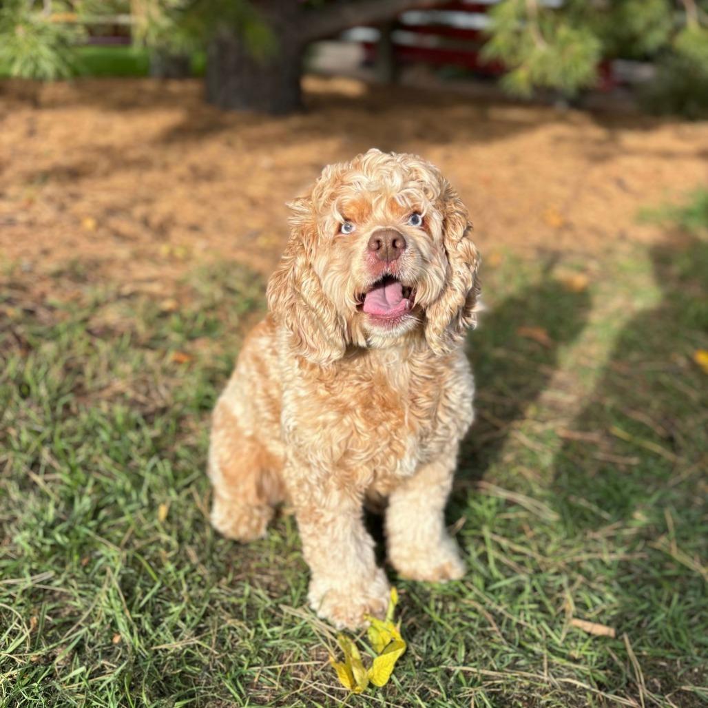 Enlarge Brady--In Foster***ADOPTION PENDING***, a Adoptable Cocker Spaniel in Fargo, ND image 1/1