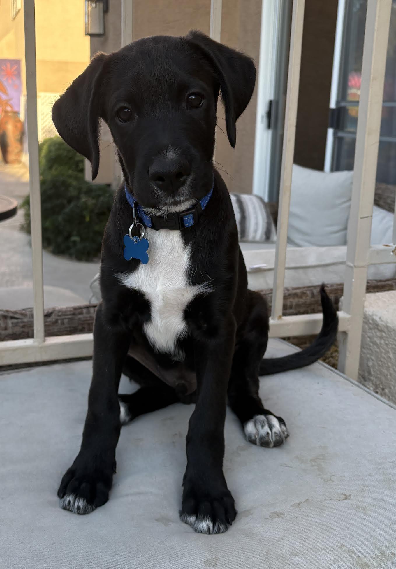 Bodhi, adopted, Puppy Male Boxer & Poodle.