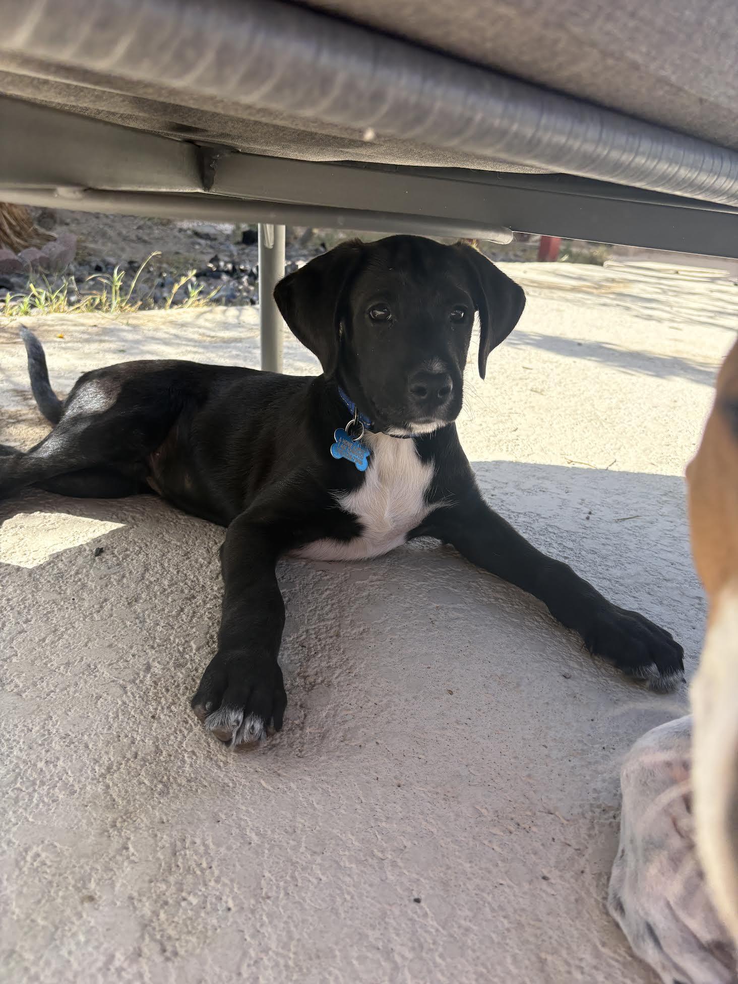 Enlarge Bodhi, an adopted mixed breed in Las Vegas, NV image 2/2