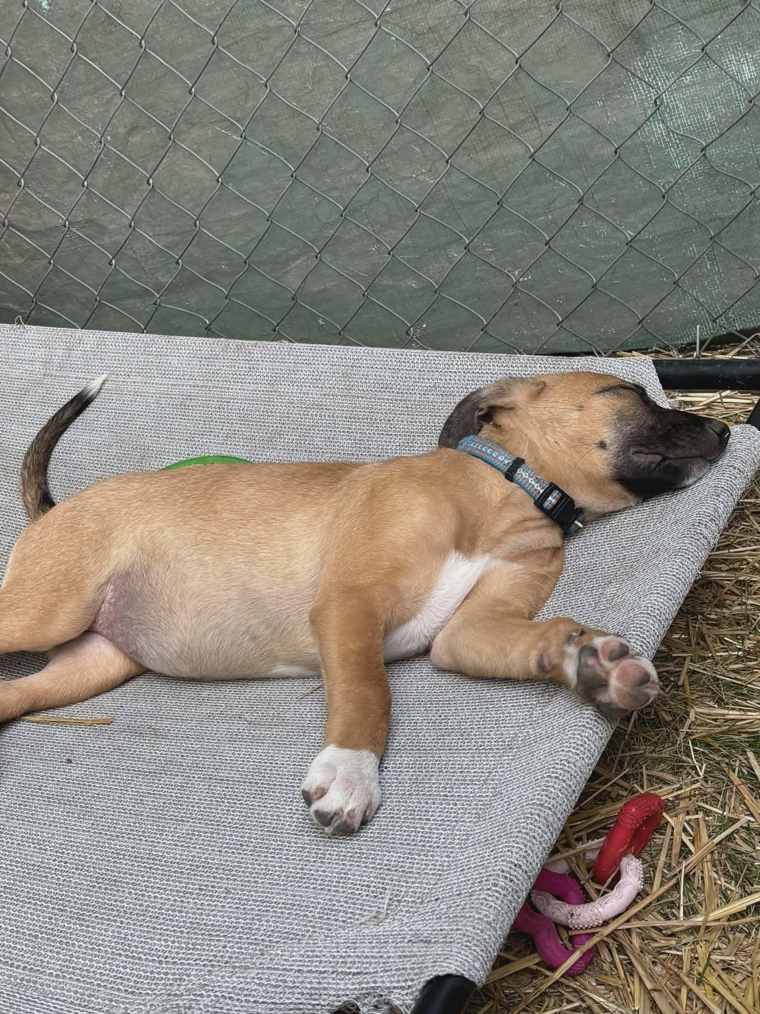 Pepper-I26037, a ADOPTABLE mixed breed in Anoka, MN image 5/6