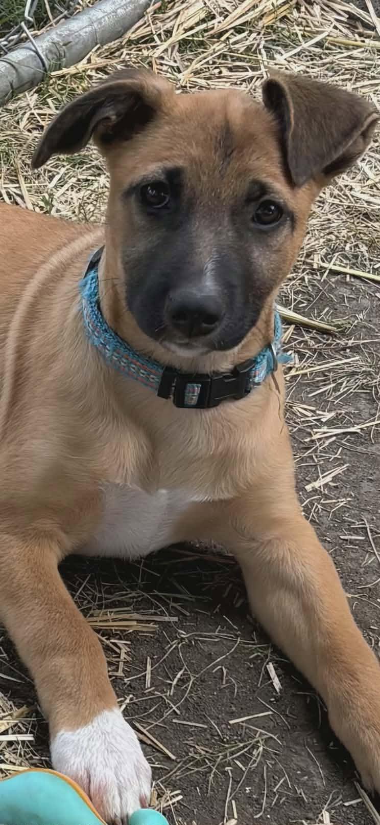 Pepper-I26037, a ADOPTABLE mixed breed in Anoka, MN image 6/6