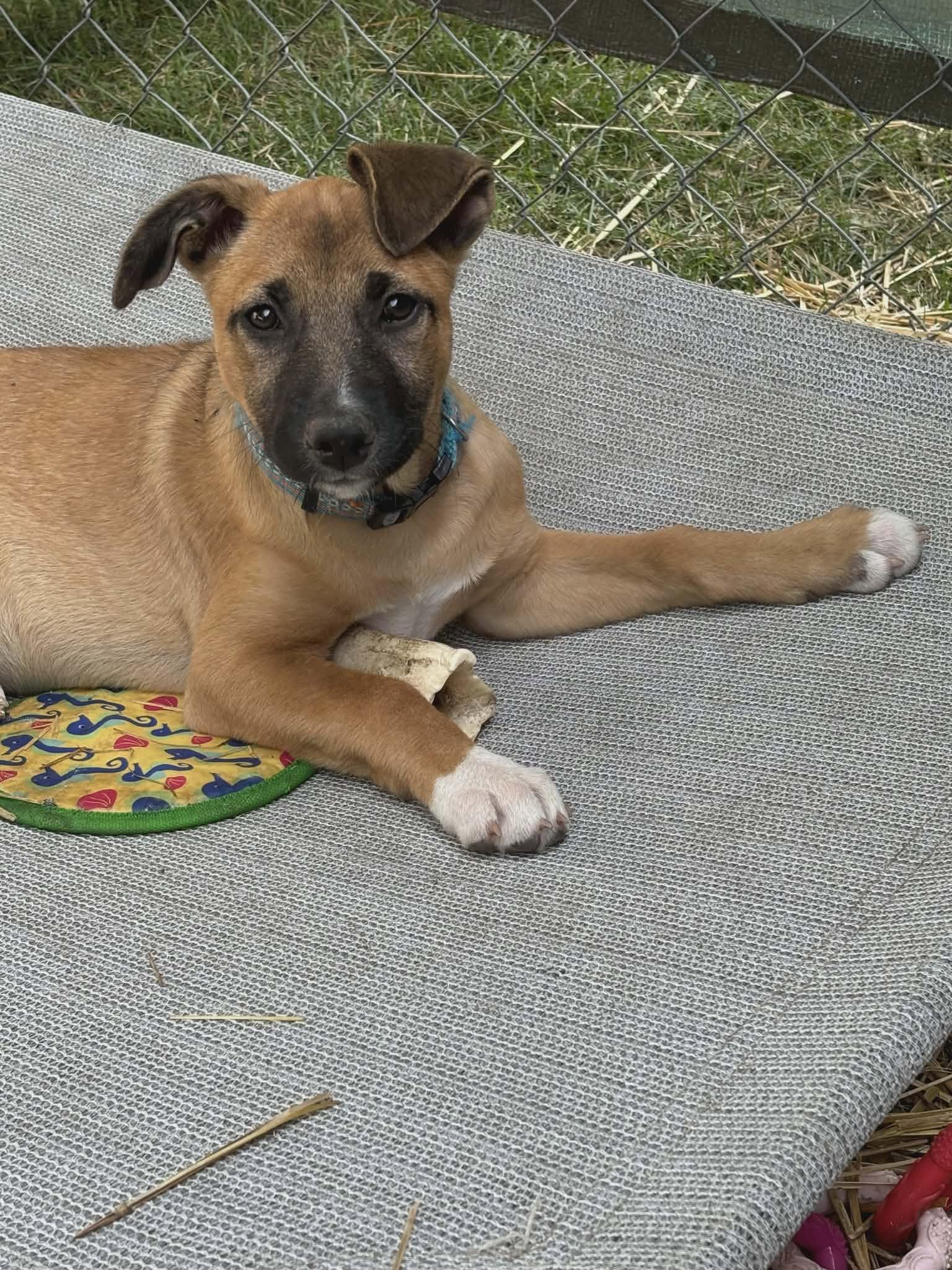 Pepper-I26037, a ADOPTABLE mixed breed in Anoka, MN image 3/6