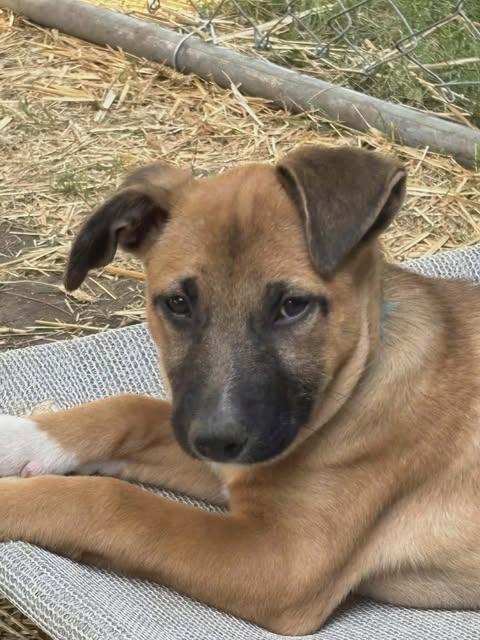 Pepper-I26037, a ADOPTABLE mixed breed in Anoka, MN image 2/6