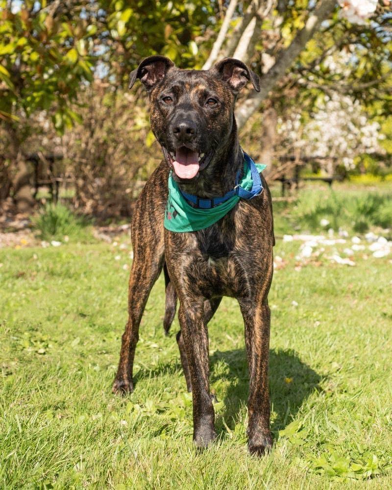 Achilles photo 2