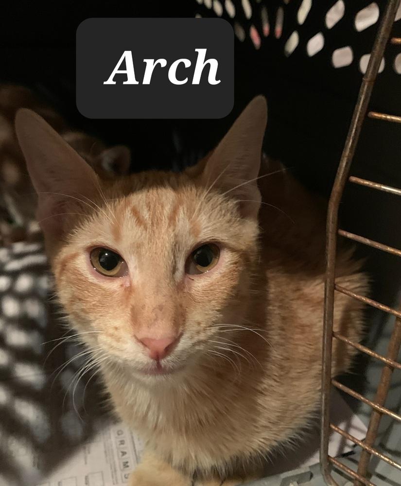 Arch 7670, Adoptable, Kitten Male Domestic Short Hair.