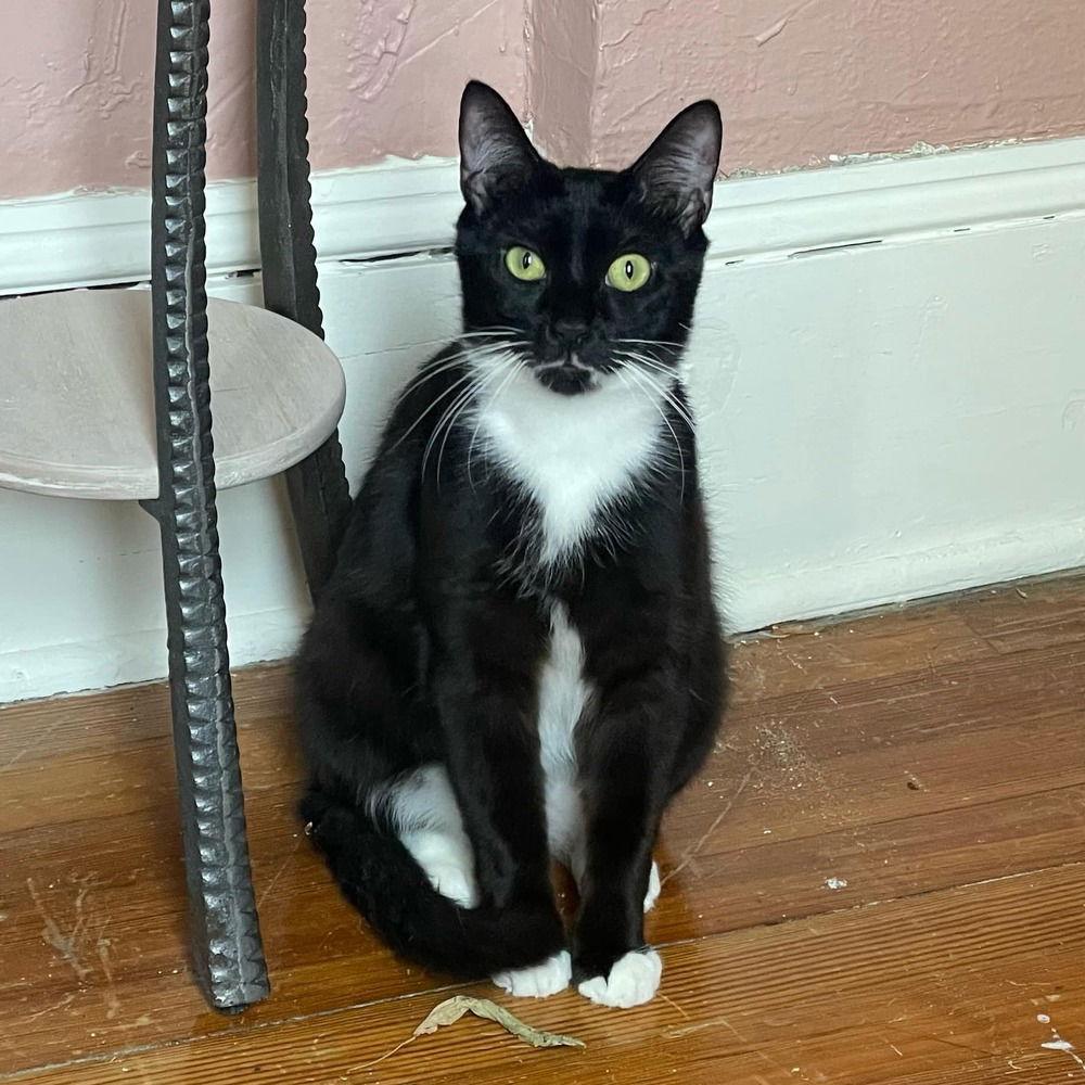 Boots 'A' Doots, a Adoptable Domestic Short Hair in Candler, NC image 3/3