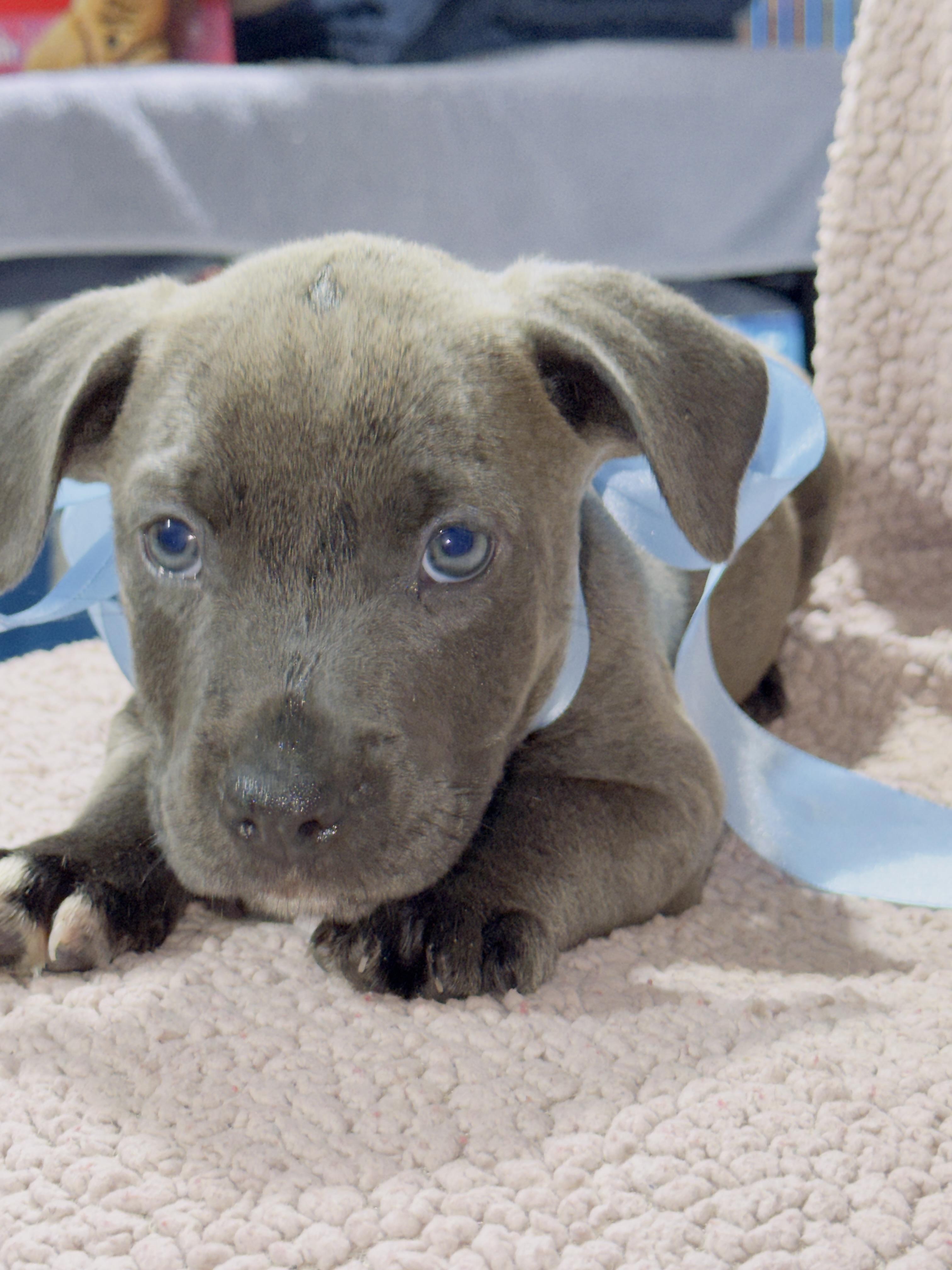 Enlarge Chisel, an adopted Pit Bull Terrier in Jacksonville, FL image 3/4