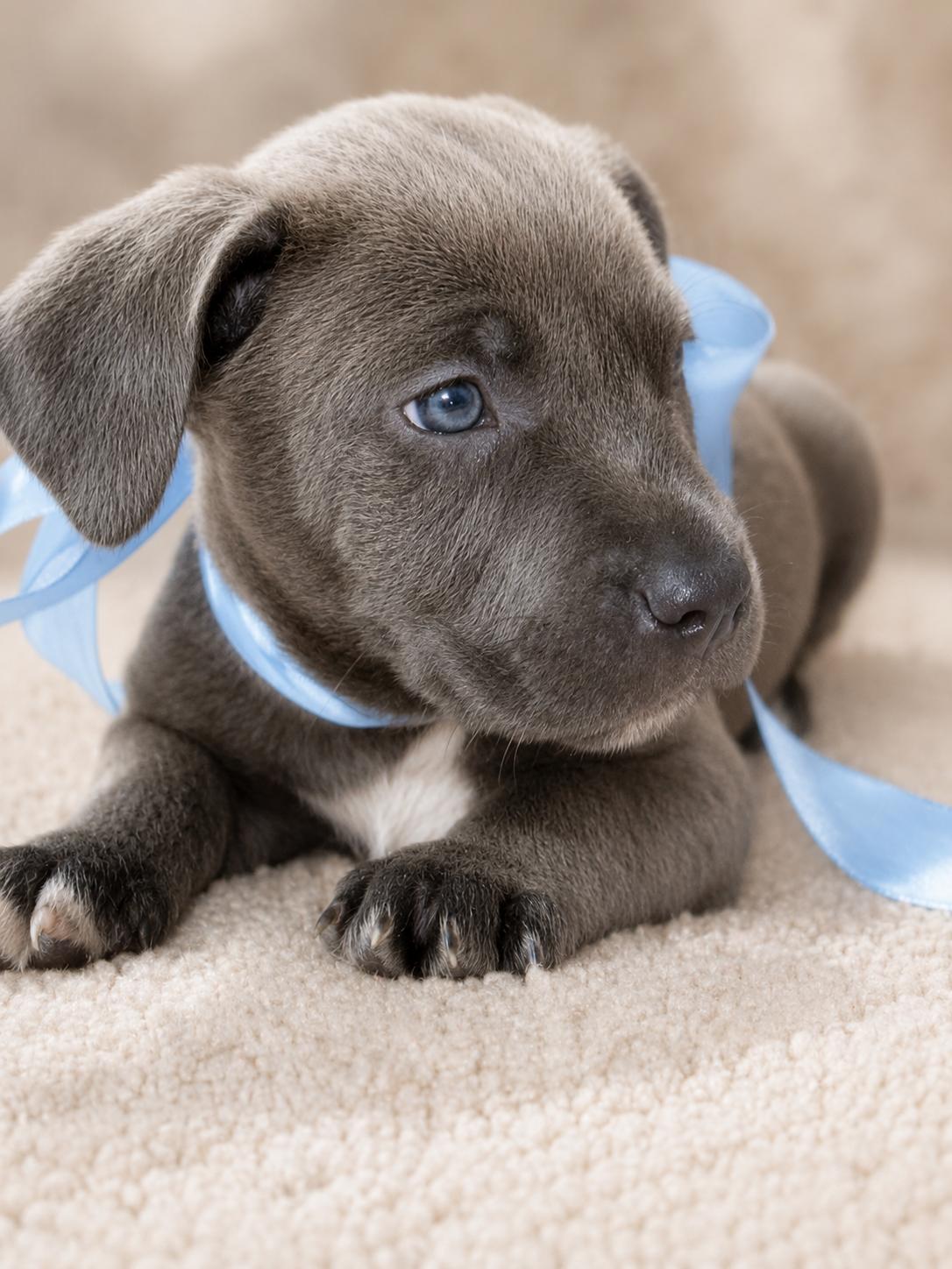 Chisel, adopted, Puppy Male Pit Bull Terrier.