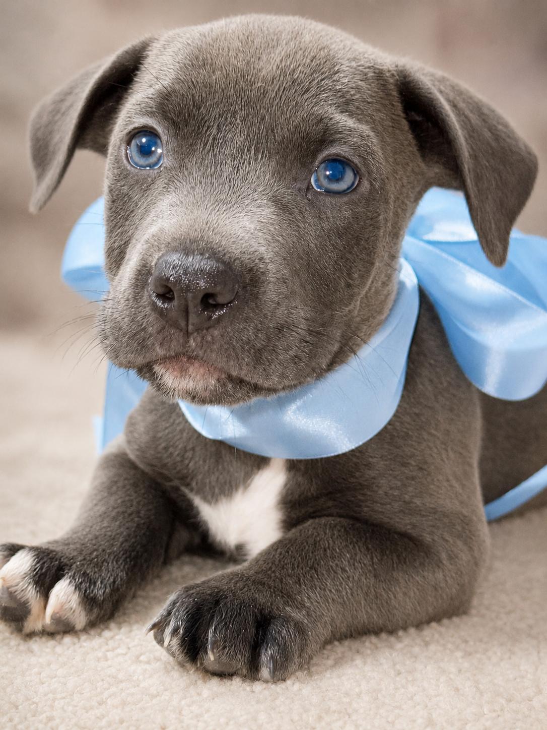 Enlarge Chisel, an adopted Pit Bull Terrier in Jacksonville, FL image 4/4