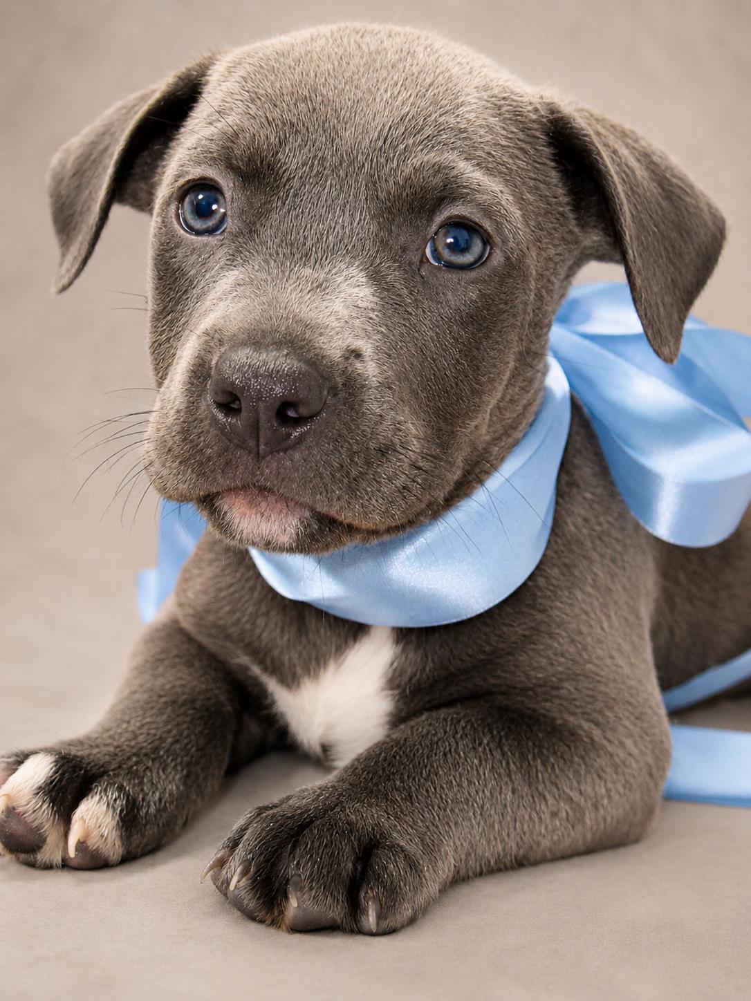Enlarge Chisel, an adopted Pit Bull Terrier in Jacksonville, FL image 2/4