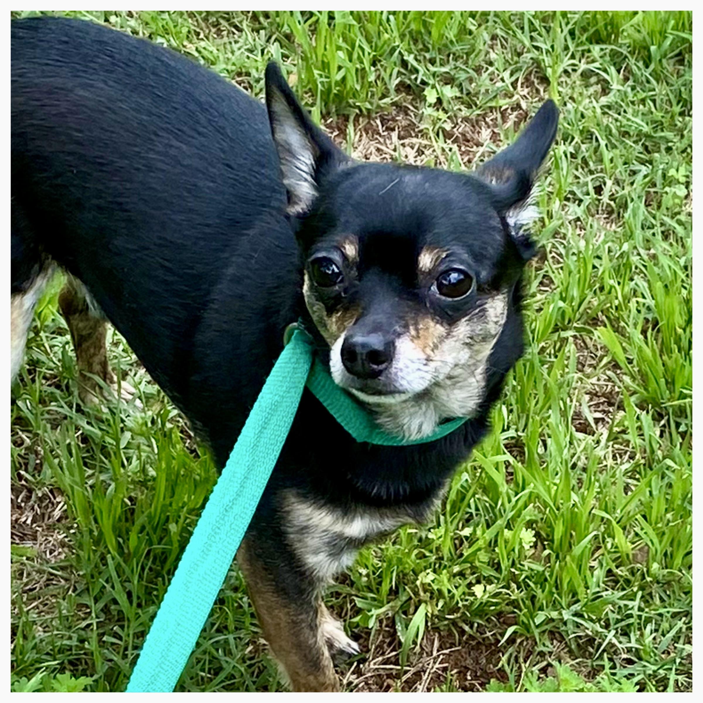 Enlarge Eren, a Adoptable Chihuahua in Edmond, OK image 1/2