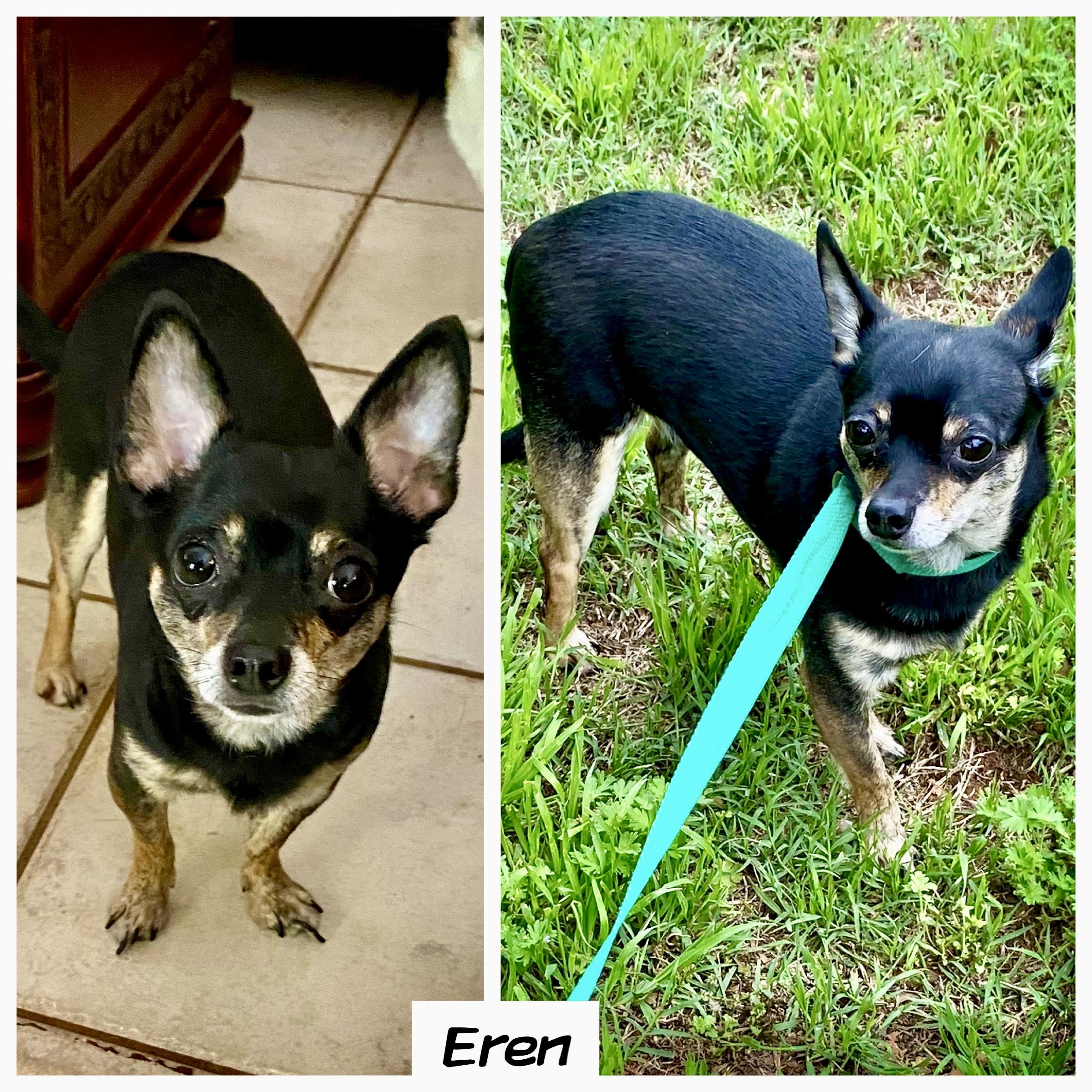 Enlarge Eren, a Adoptable Chihuahua in Edmond, OK image 2/2