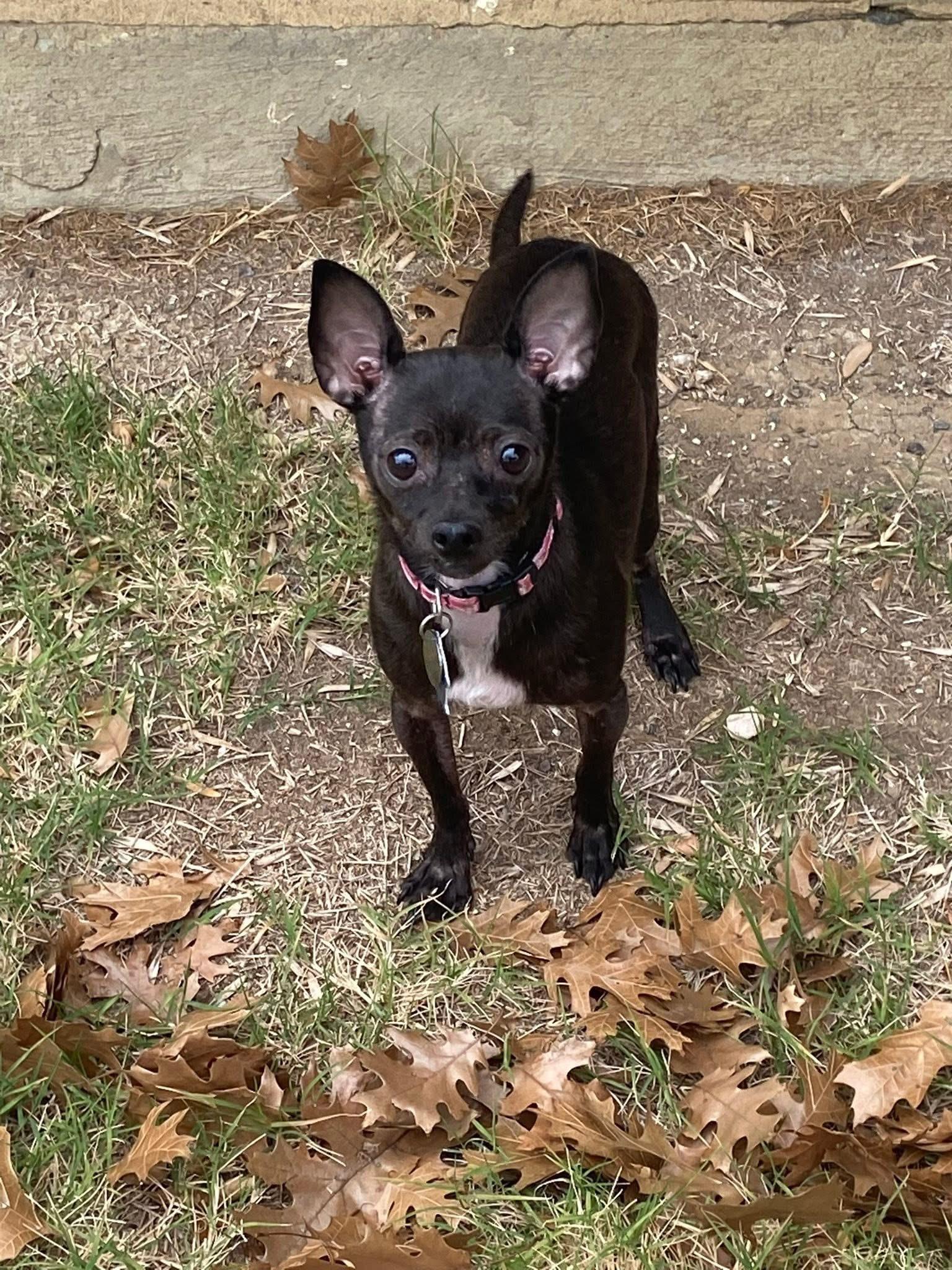 Enlarge Lydia, a Adoptable mixed breed in Little Elm, TX image 3/3