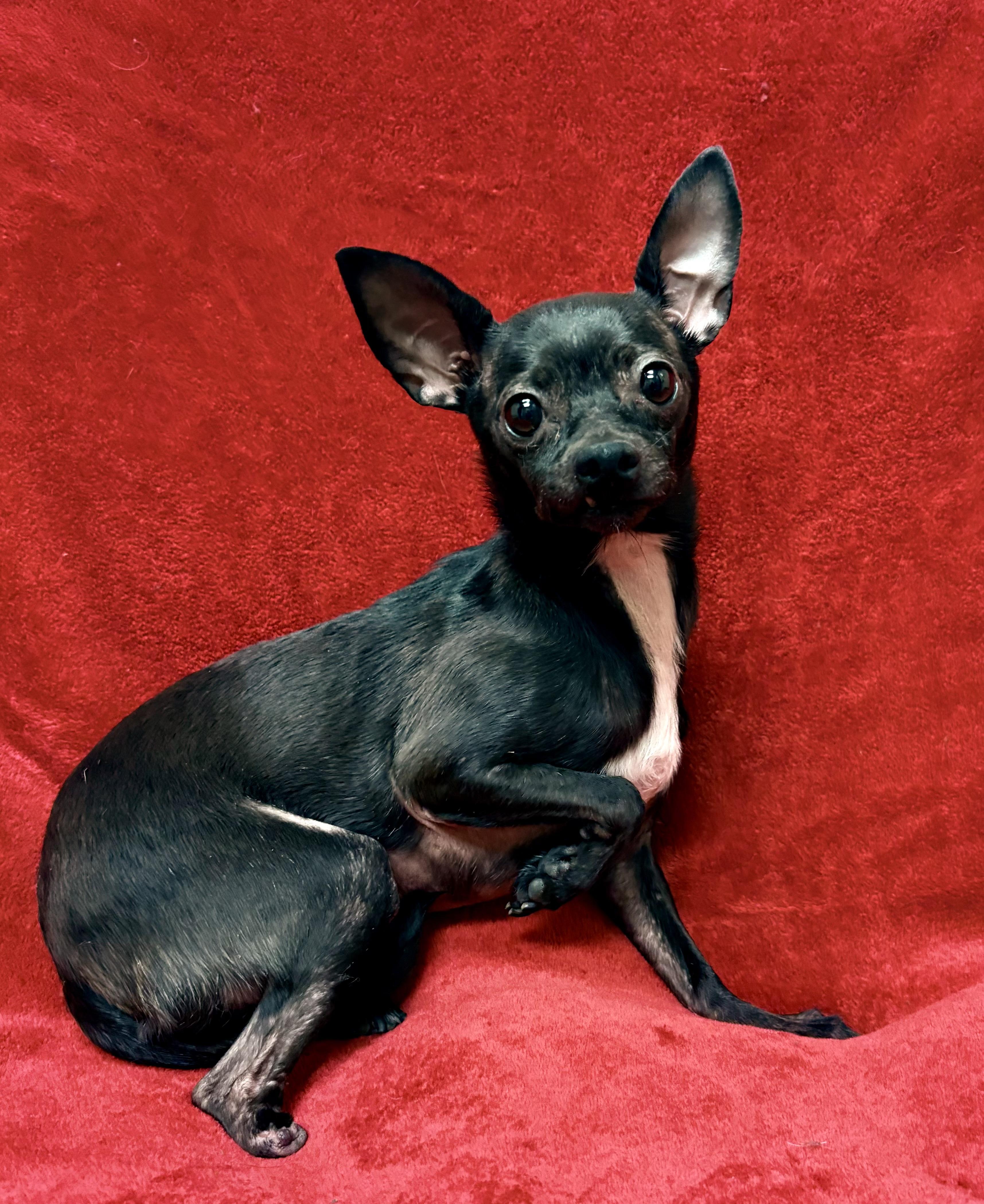 Lydia, Adoptable, Adult Female Chihuahua.