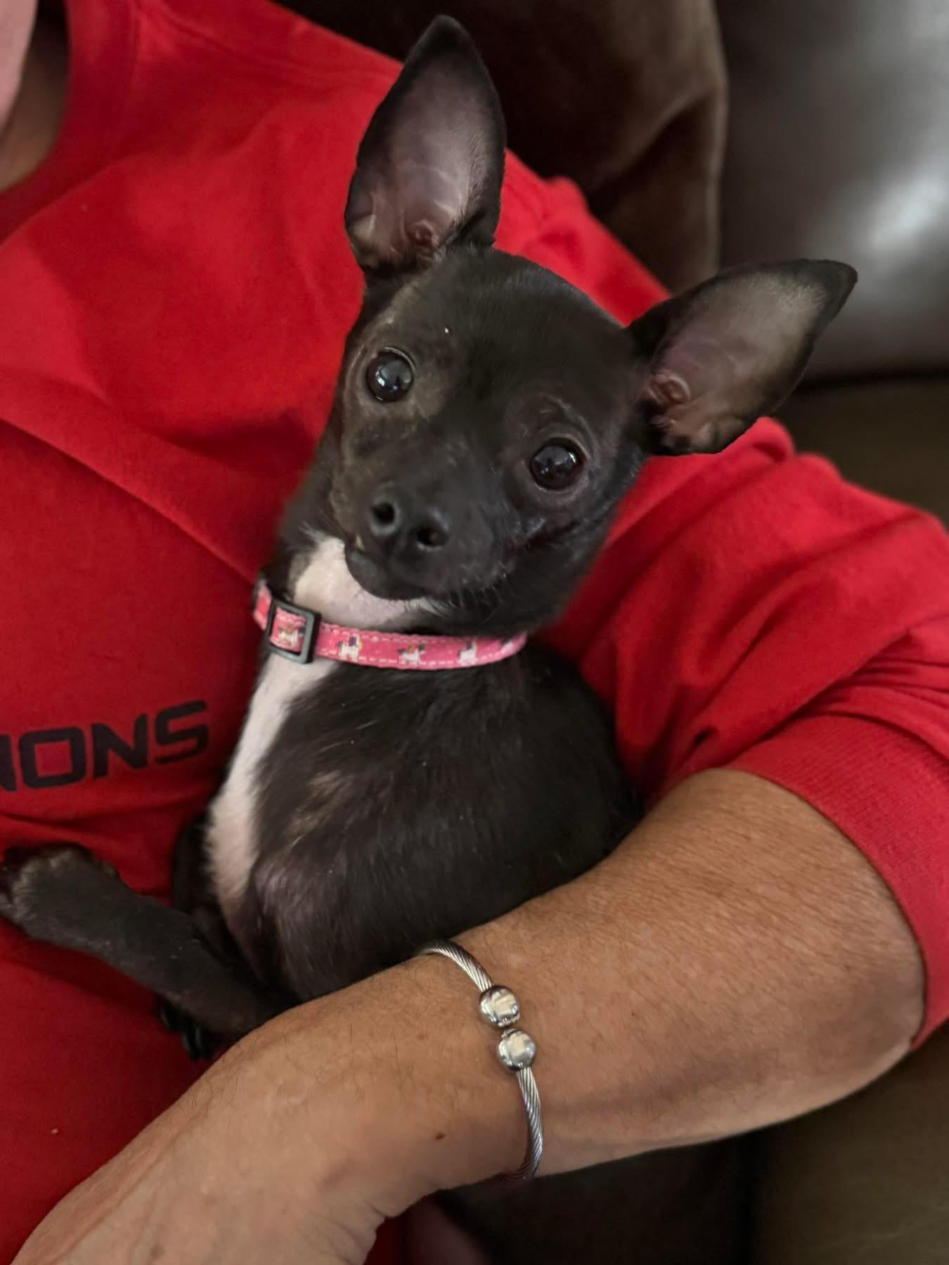 Enlarge Lydia, a Adoptable mixed breed in Little Elm, TX image 2/3