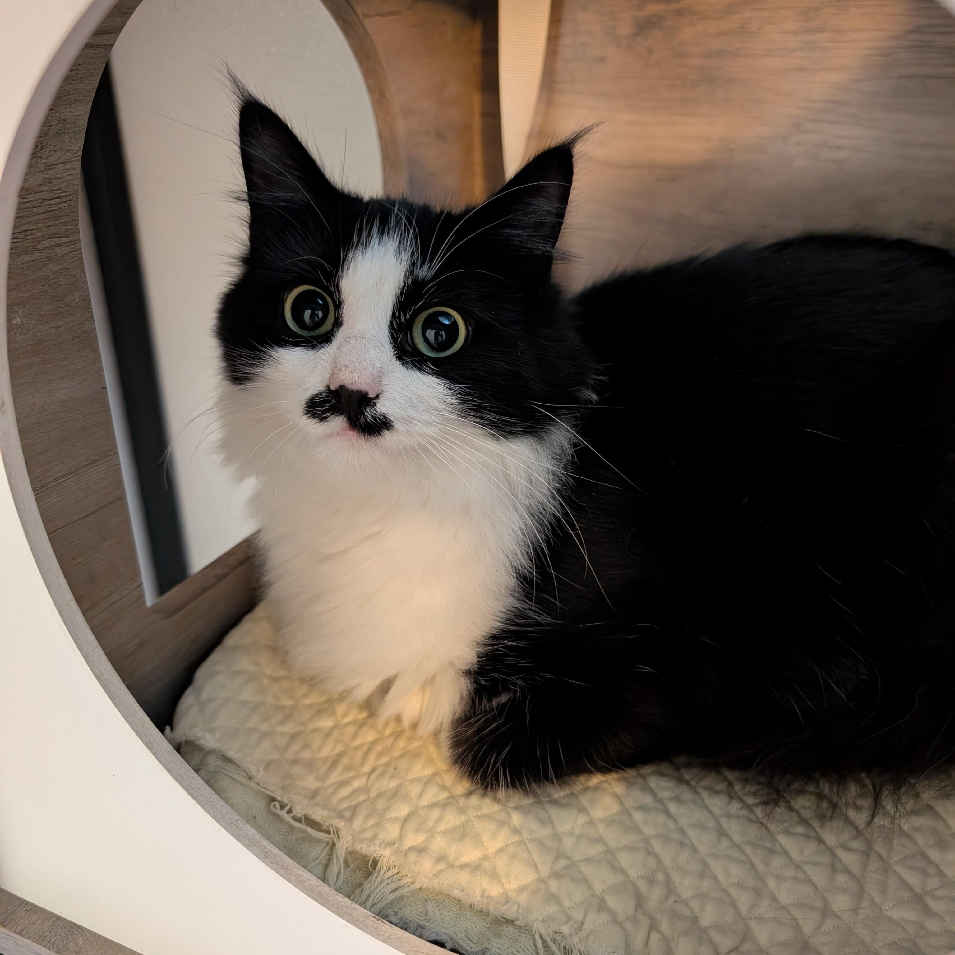 Stubs, an adoptable Domestic Long Hair in Manistique, MI, 49854 | Photo Image 2