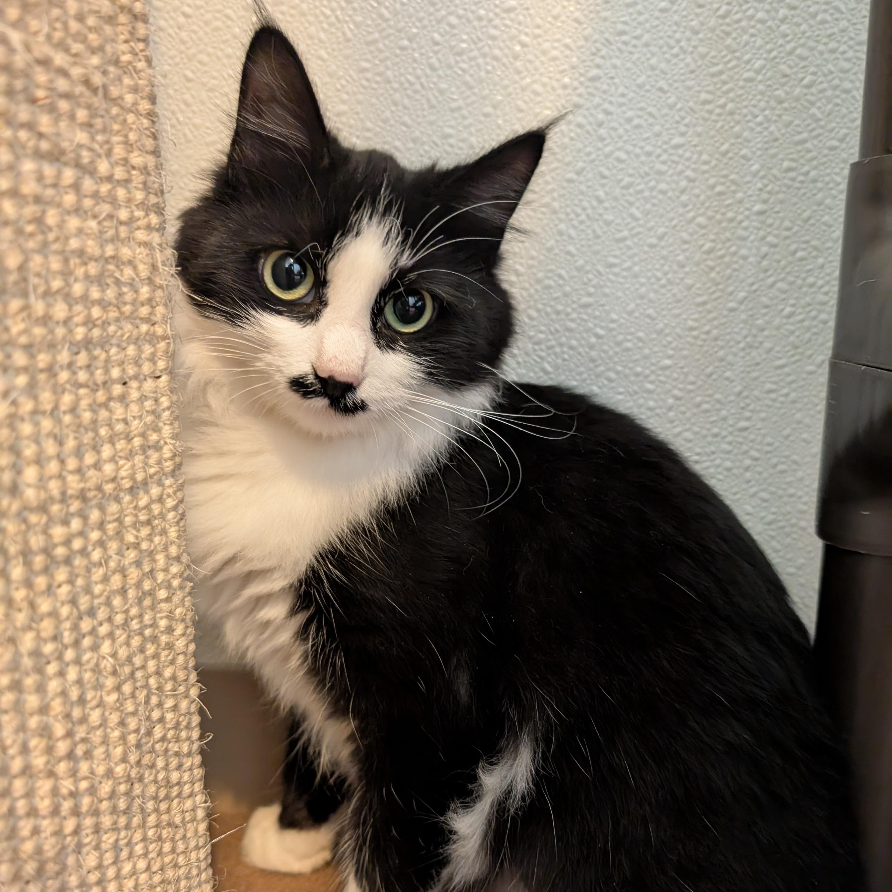 Stubs, an adoptable Domestic Long Hair in Manistique, MI, 49854 | Photo Image 1