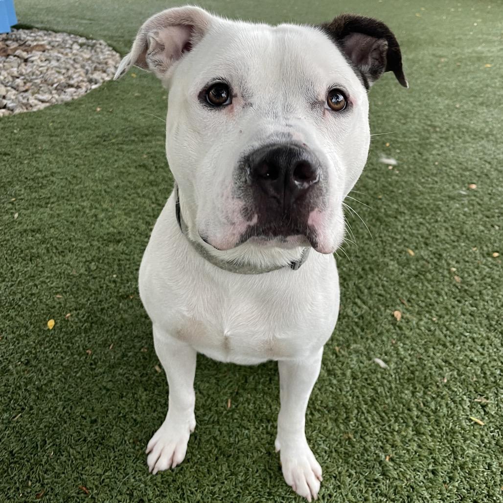 Dray, Adoptable, Adult Male Pit Bull Terrier.