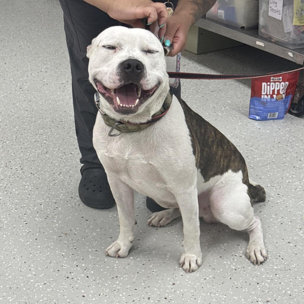 Enlarge Dray, a Adoptable Pit Bull Terrier in Indianapolis, IN image 2/2