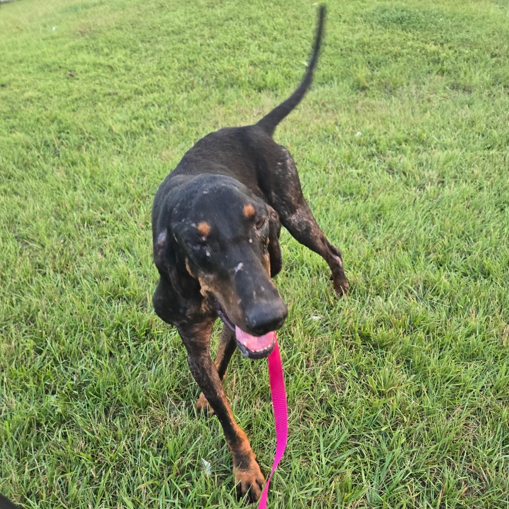 Diesel — thumbnail 2