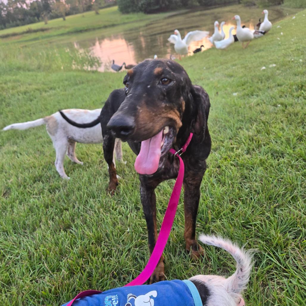 Diesel — thumbnail 3