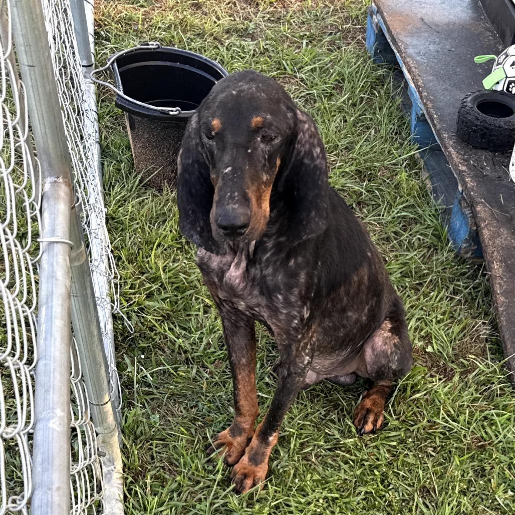 Diesel — thumbnail 4