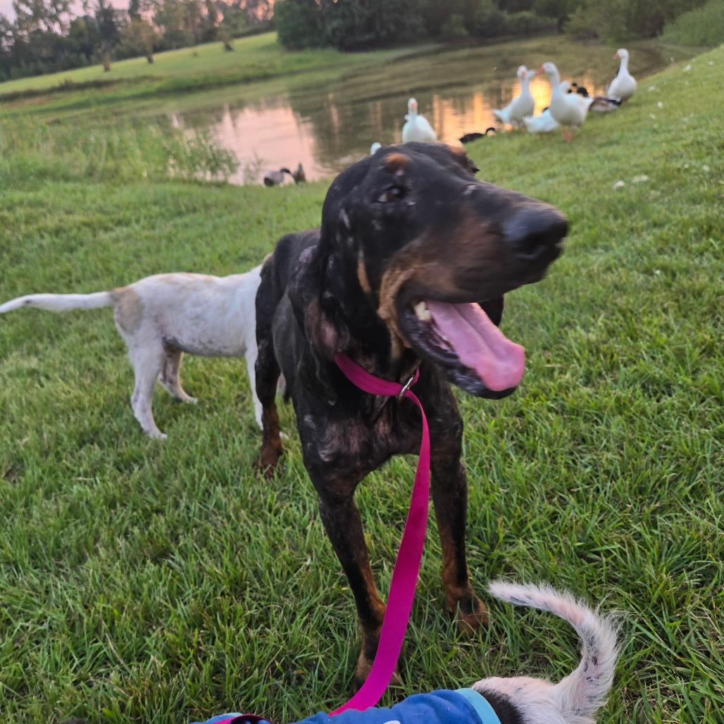 Diesel — thumbnail 6