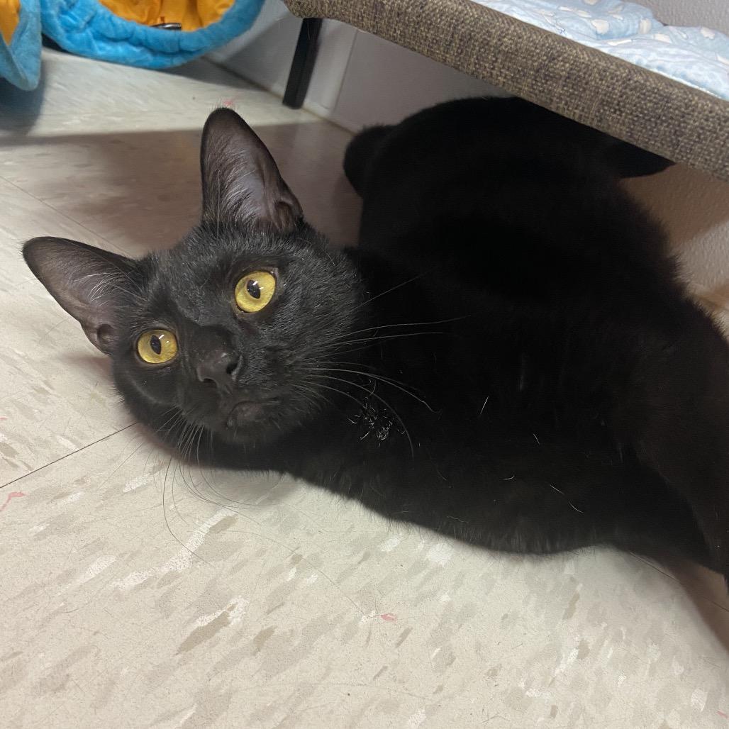 Enlarge Triton, a Adoptable mixed breed in Binghamton, NY image 1/2