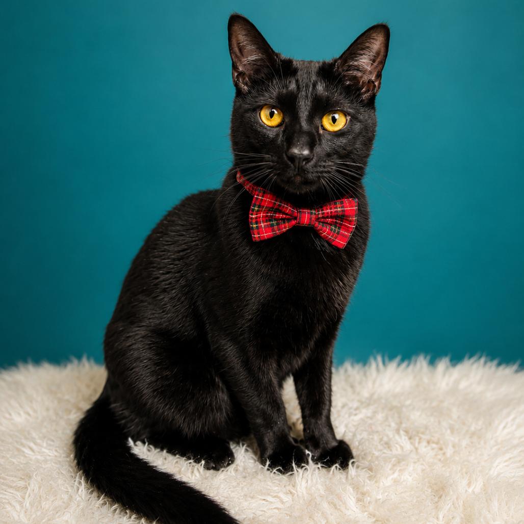 Enlarge Triton, a Adoptable mixed breed in Binghamton, NY image 2/2