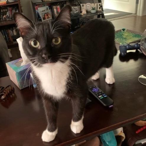 Arya — thumbnail 2