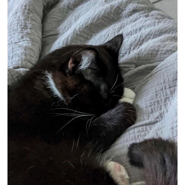 Arya — thumbnail 3