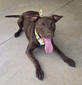 Enlarge Ellie, a ADOPTABLE Terrier in Bucyrus, OH image 3/5