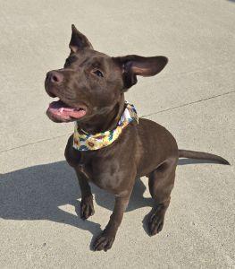 Enlarge Ellie, a ADOPTABLE Terrier in Bucyrus, OH image 5/5