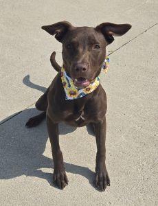 Enlarge Ellie, a ADOPTABLE Terrier in Bucyrus, OH image 2/5