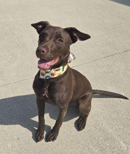 Ellie, ADOPTABLE, Young Female Terrier.