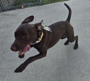 Enlarge Ellie, a ADOPTABLE Terrier in Bucyrus, OH image 4/5
