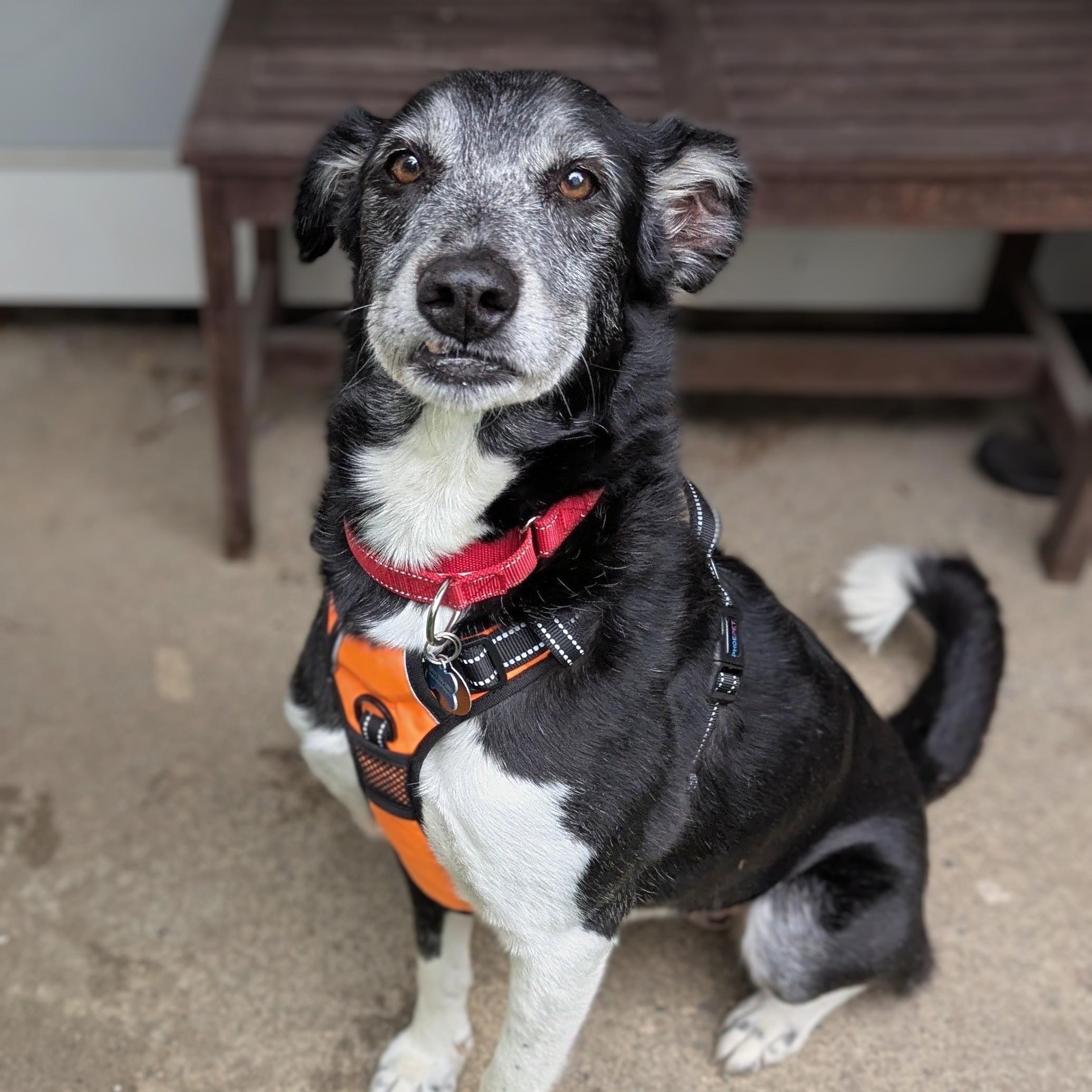 Paka, ADOPTABLE, Senior Female Saluki.