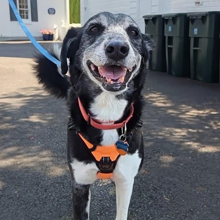Enlarge Paka, a ADOPTABLE mixed breed in Potomac, MD image 2/5